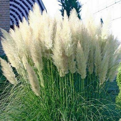 Mehrjährig garten weißes - mehrjährig,