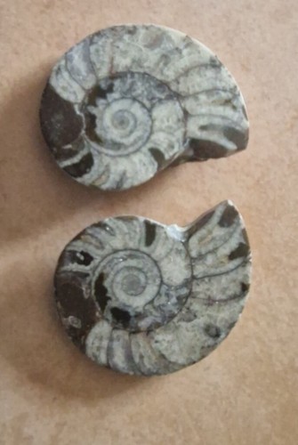 Ammoniten paar poliert - ammoniten, fossil