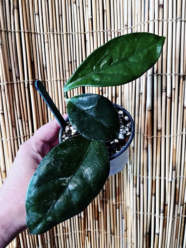 Rare hoya doi tung - sp.,