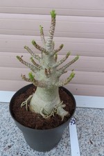 Adenium obesum Wüstenrose Caudex verzweigt Baobab Nr 79