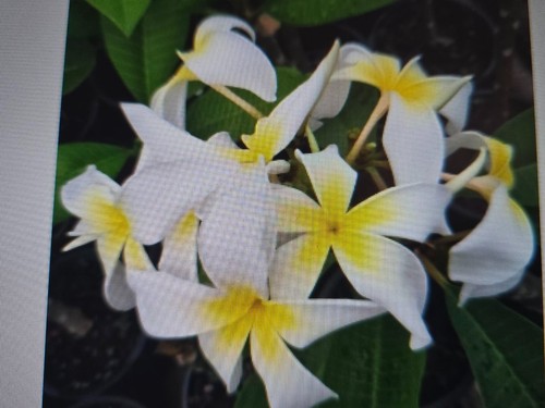 Frangipani plumeria curly - frangipani, -curly