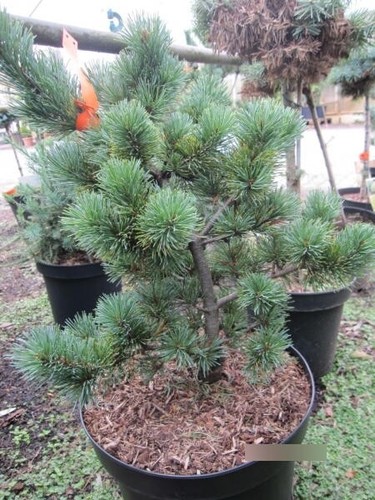 Pinus parviflora may - may-jo,