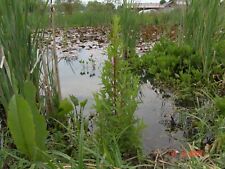 KOMPLETTES Sortiment  20 Sumpfpflanzen +Seerose  +Krebsschere  +Schwimmpflanzen