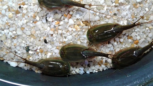 Triops australiensis green - australiensis,