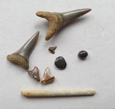 Haizahn Sammlung - Tertiär -