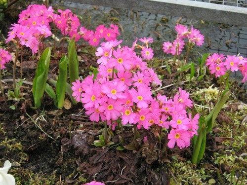 Rosenprimel primula rosea - primula,