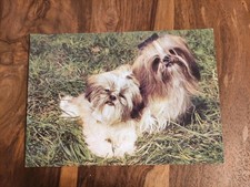 Alte Hundepostkarte ? SHIH TZU ? AK HUND Svepomoc Prag CSSR 