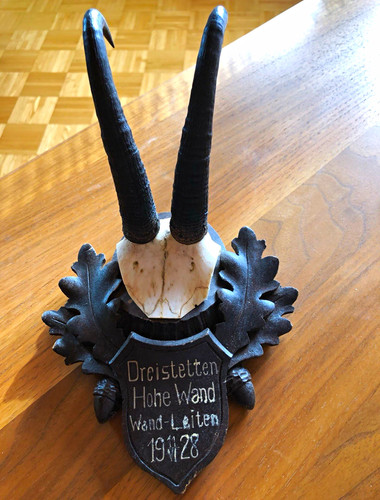 Gamsgehörn jagdtrophäe auf - gamsgehörn,