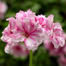 Geranie 'Corriente Pink