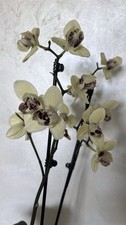 Phalaenopsis Albufeira