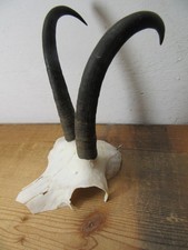 Alte Gams Gamsgeiss 13J Gämse