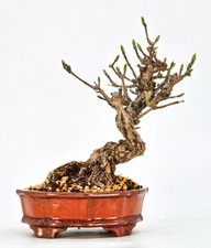 Bonsai Pfaffenhütchen -