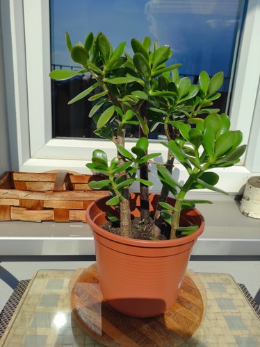 Affenbrotbaum geldbaum - affenbrotbaum,