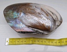 Grosse Muschel Schnecke Abalone Regenbogen Perlmutt Seeohr Deko Schmuck Rainbow