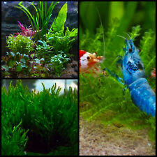 Aquarium Pflanzen Set Garnele 10-30l+Moos