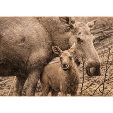 Postkarte Elch Mutter mit Kalb