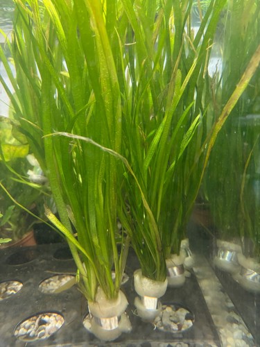Vallisneria spiralis bund - vallisneria,