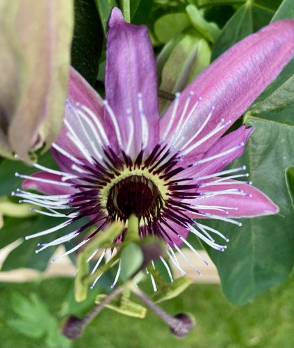 Passionsblume victoria - passionsblume, ‘victoria’