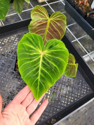 Philodendron verrucosum melon - verrucosum,