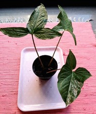 Syngonium Albo VARIEGATA PFLANZE