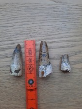 Spinosaurus Zähne Dinosaurier Fossil 2cm-4,5cm