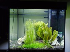aquarium komplett mit Innenleben gebraucht JUWEL 120l