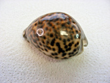 Tiger Kauri Muscheln  Cypraea