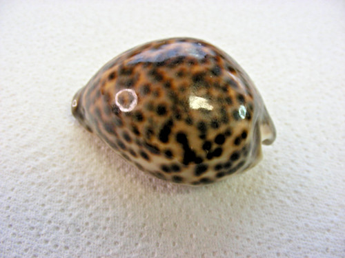 Tiger kauri muscheln cypraea - tiger,