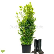 Ilex Max.'Kanehirea' Strauch