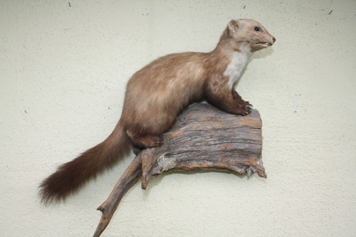 Tierpräparat marder jagd - marder,,