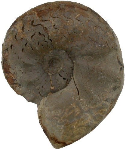 Trias ceratites sublaevigatus - ceratites,