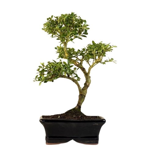 Ilex crenata p15 japanische - p15, s