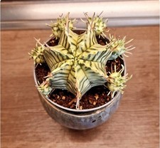 Euphorbia meloformis