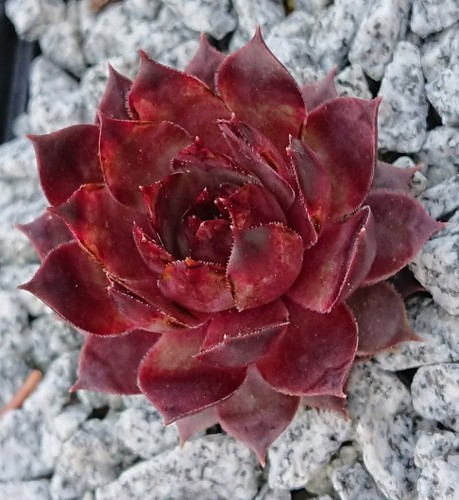 Sempervivum habbl rar 1 - sempervivum, "habbl"