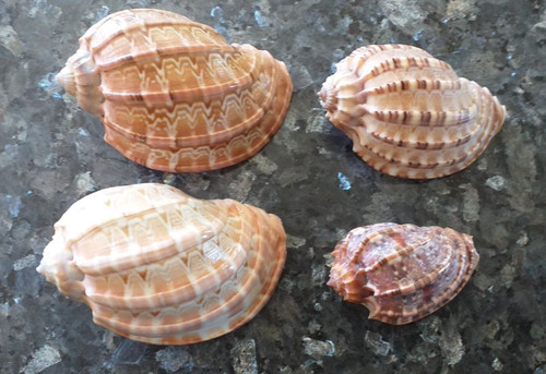 Muscheln schnecken stck - schnecken,
