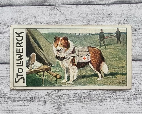 Hunde krieg collie - collie, rettung