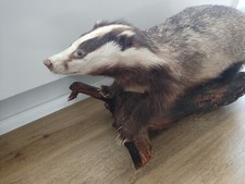 Dachs Trophäe Jagd Tierpräparat ausgestopft auf Baumstamm