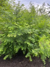 11 St. Urwelt-Mammutbaum 90-120 cm Sprosshöhe verschult