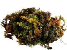 Teichpflanze Sauerstoffpflanze