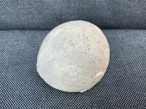 Fossil seeigel echinocorys - seeigel,