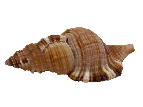 Echte muschel cemapium - muschel, pillare