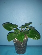 African Violet   " Allegro Apalachian Trail " kleine Pflanze Usambaraveilchen.  