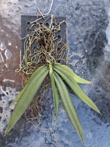 Grosourdya appendiculata
