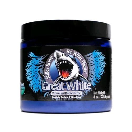 Plant success great white - great,