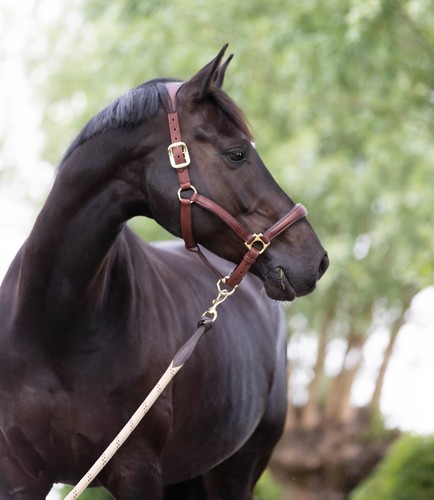 Lemieux leder halfter - lemieux,