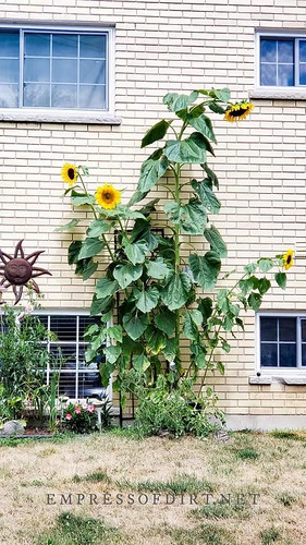 Sale 800 riesen - 800, sonnenblume