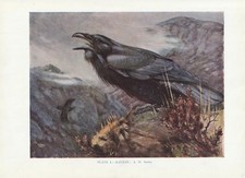 Kolkrabe (Corvus corax) KUNSTDRUCK von 1930 Raven