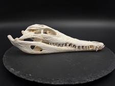 Krokodilschädel Crocodylus