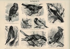 Plaque KLEIBER / PIROL / WREN