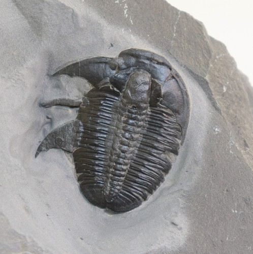 Trilobit elrathia kingii - trilobit,,